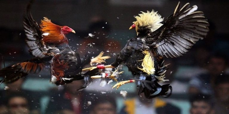 truc-tiep-da-ga-online-686e71b05fe50 Trực tiếp đá gà online - Trải Nghiệm Hấp Dẫn Và Cơ Hội Kiếm Tiền Đỉnh Nhất Tại Nhà Cái Jun88